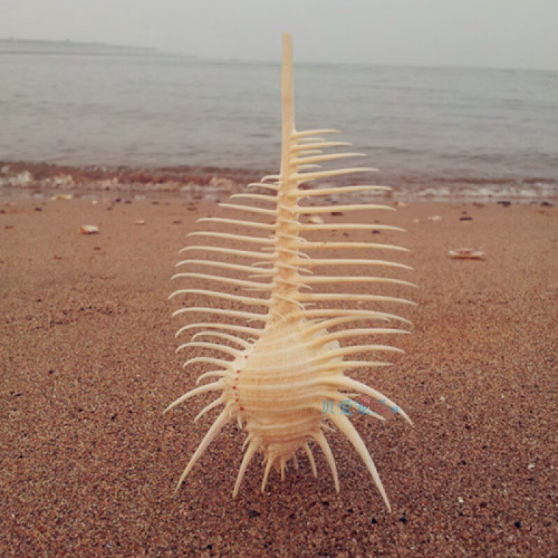 10-11cm维纳斯骨螺鱼缸造景地台装饰拍摄道具 天然海螺贝壳摆件t