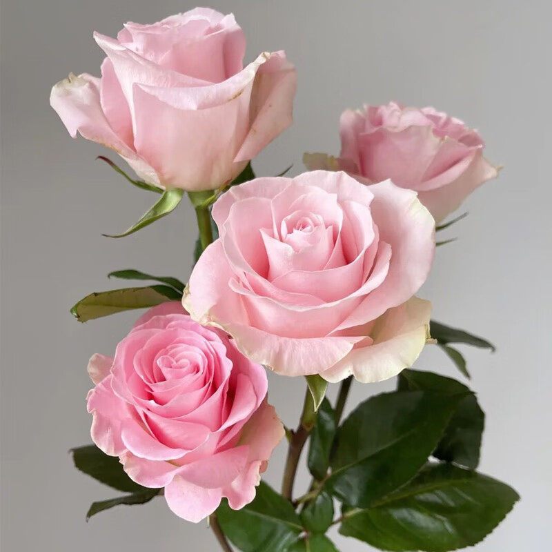 春沭粉色玫瑰花苗盆栽粉荔枝大花浓香阳台庭院四季花卉植物室内花苗