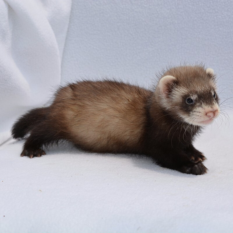 安哥鲁宠物貂活体安格鲁雪貂幼崽懒人宿舍小型好养动物稀有活物貂