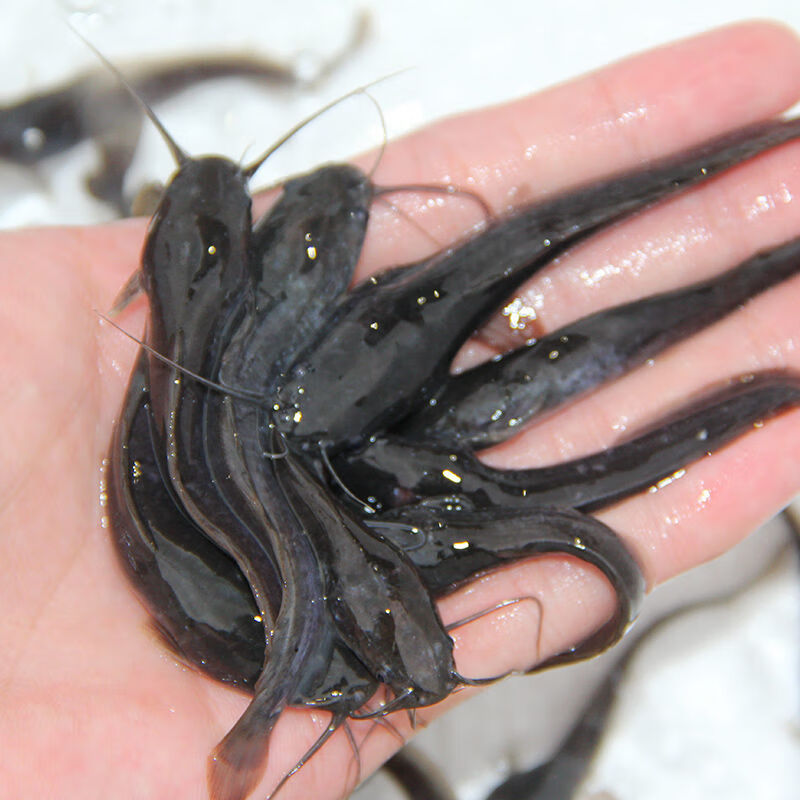 婷越岚革胡子鲶鱼苗活体埃及塘鲺胡子鲶鱼苗埃及塘虱鱼苗活体饲料放生