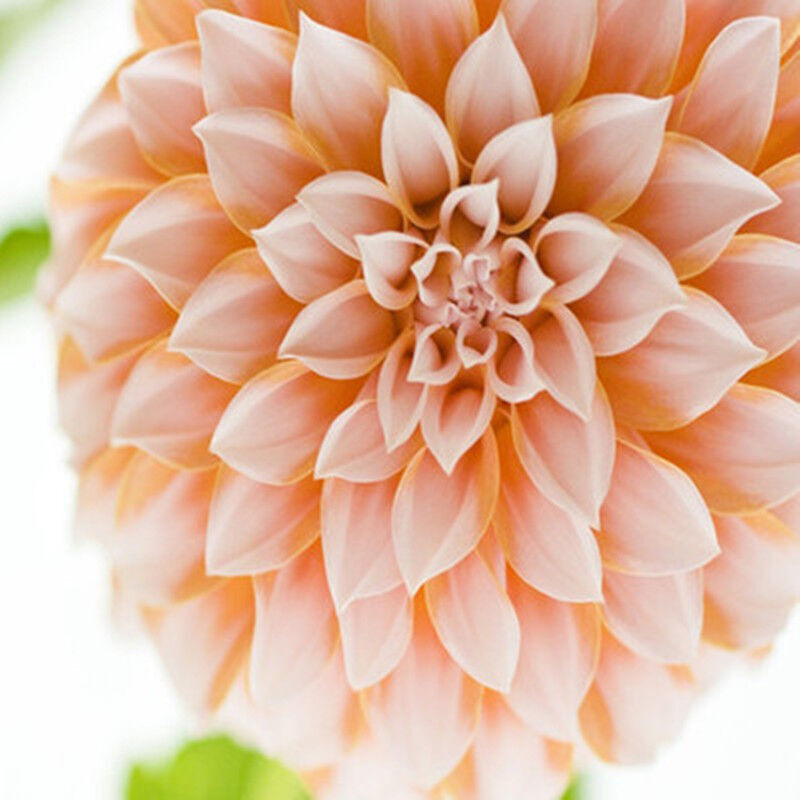 大丽花种球 大丽菊 地瓜花种球 种根室内盆栽大丽花进口球根花卉 红颜