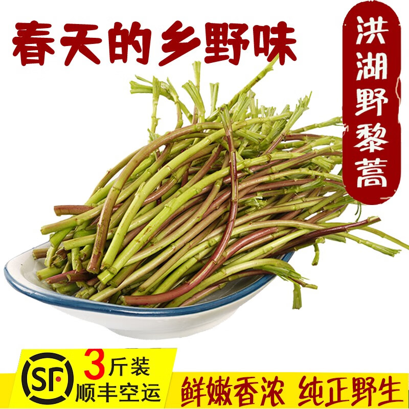沃鲜谷【顺丰】洪湖野藜蒿 蓠蒿 野生芦蒿菜 新鲜泥蒿 野菜 当季蔬菜