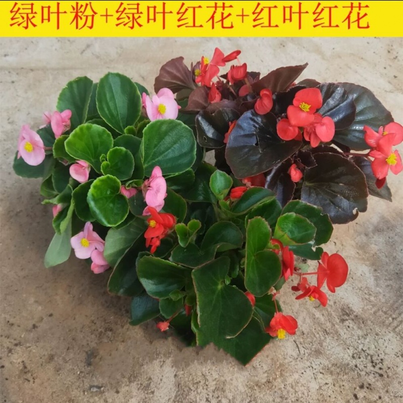 四季海棠 相关京东优惠商品人气降序排行榜 价格图片品牌优惠券 虎窝购