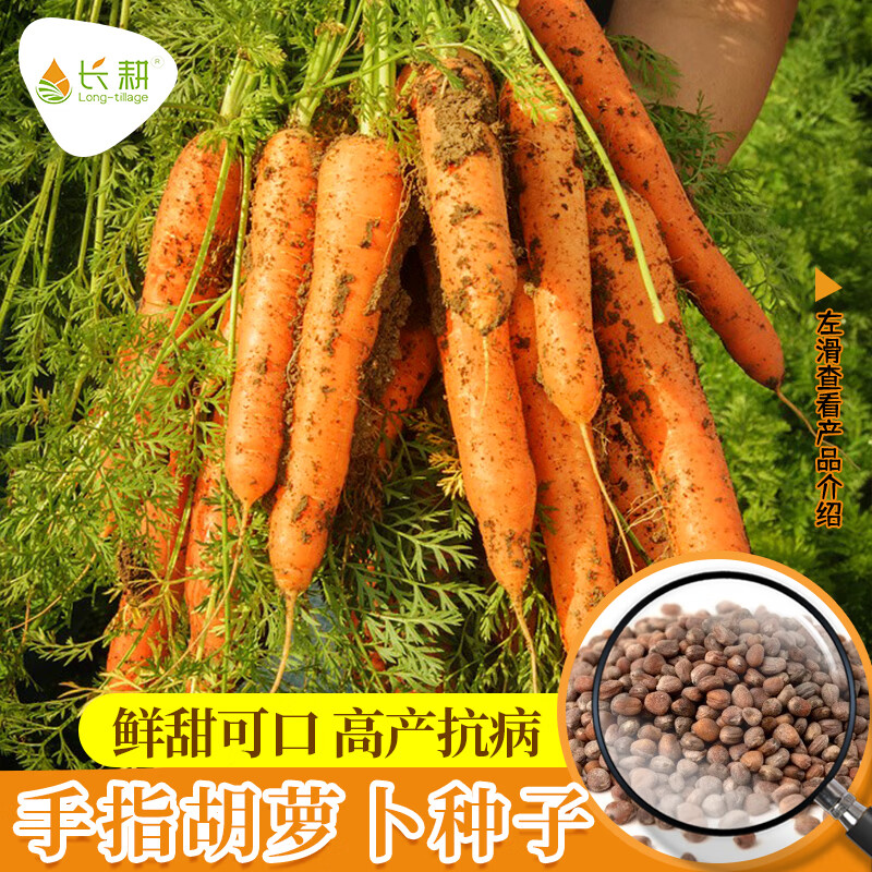 長耕手指蘿卜種子拇指胡蘿卜種籽蔬菜種孑大全四季種植農(nóng)家迷你胡蘿卜 手指胡蘿卜200粒+1包有機(jī)肥