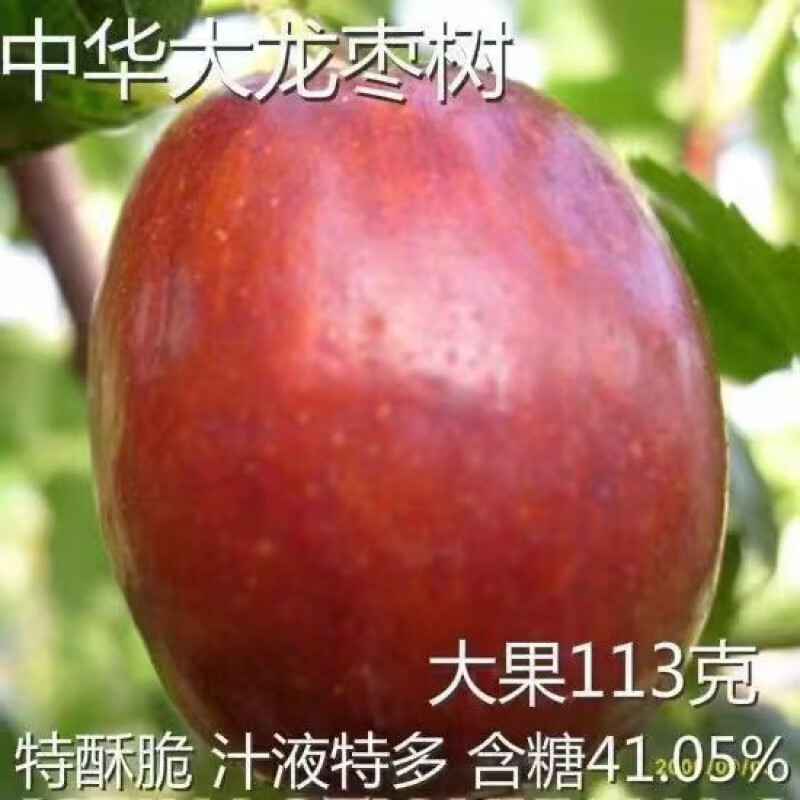 芃畔超甜枣子苗大果中华大龙枣树苗枣子树苗枣苗南北方种地栽盆栽