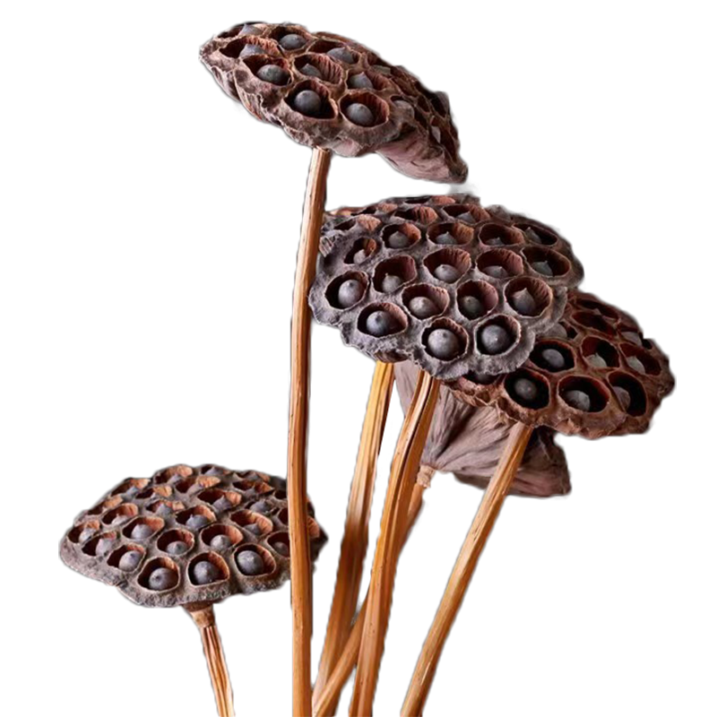 ���ݸɻ��ش������ѽ������˸�����ɻ��ɻ�װ�ο������ 75cm��˴������� 5֧�۸� 27.5Ԫ