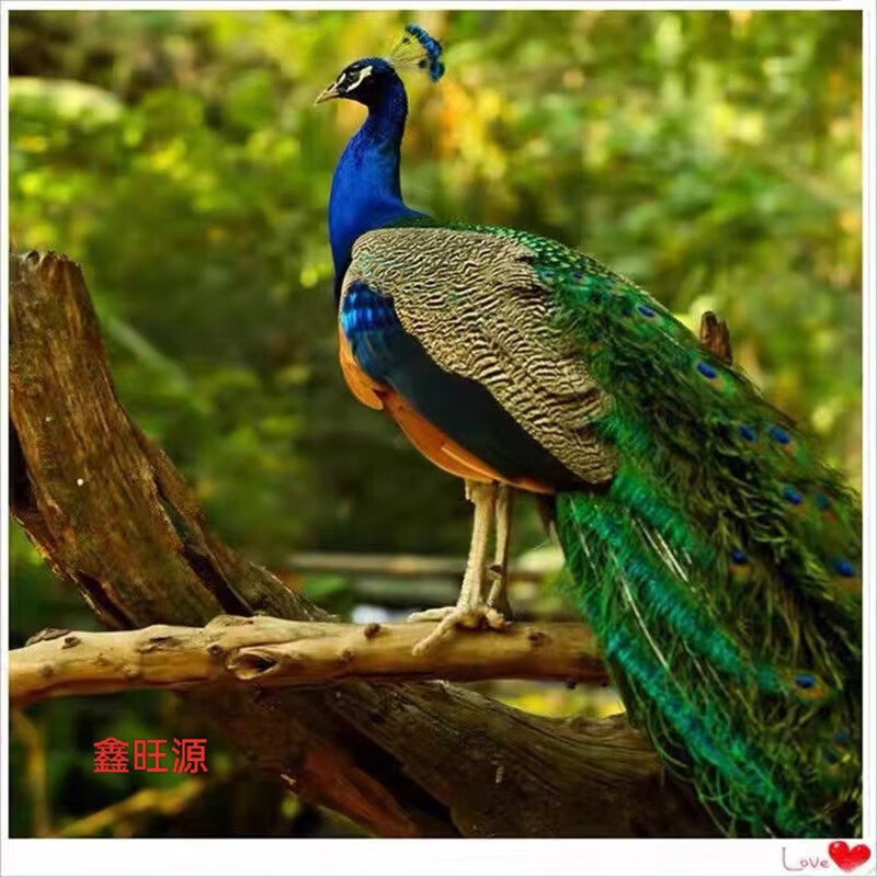 公母一对花白孔雀幼活苗大型观赏宠物活鸟开屏吉祥鸟 6个月孔雀(母)