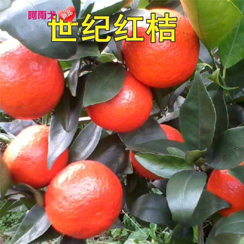 嫁接蜜橘柑橘子树苗 桔子苗 红桔子树苗 新品种早桔-世纪红桔树苗庭院