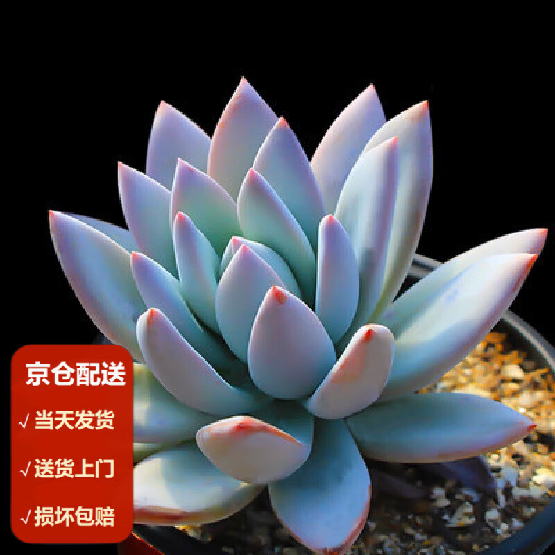 墨一(moyi)多肉植物组合盆栽玉露新款超萌多肉室内绿植花卉 霜之朝3-5