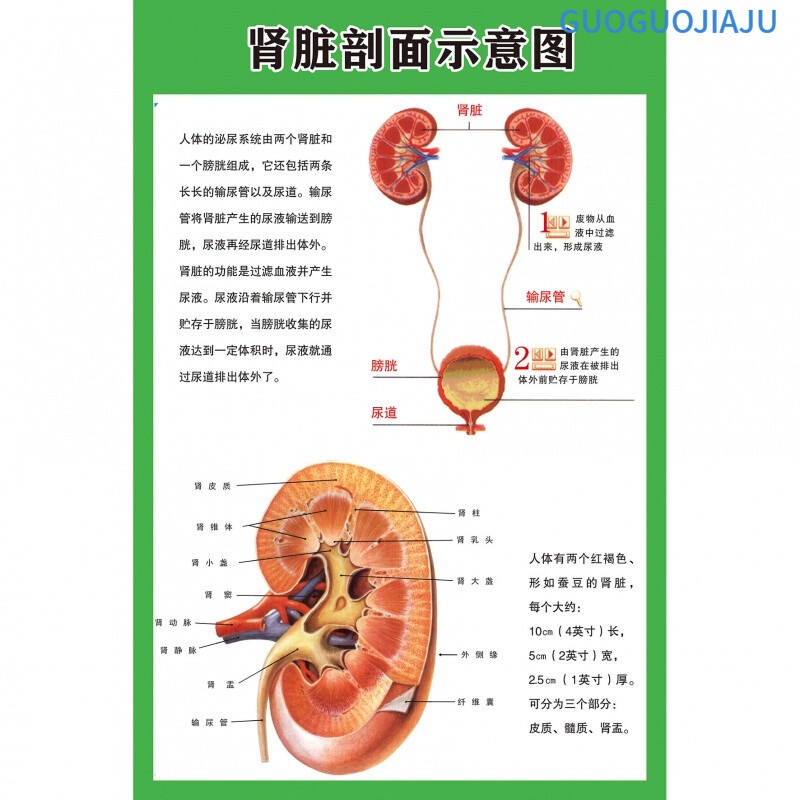 熙岚居人体解剖彩色学骨骼结构图神经肌肉五脏六腑淋巴示意解刨器官