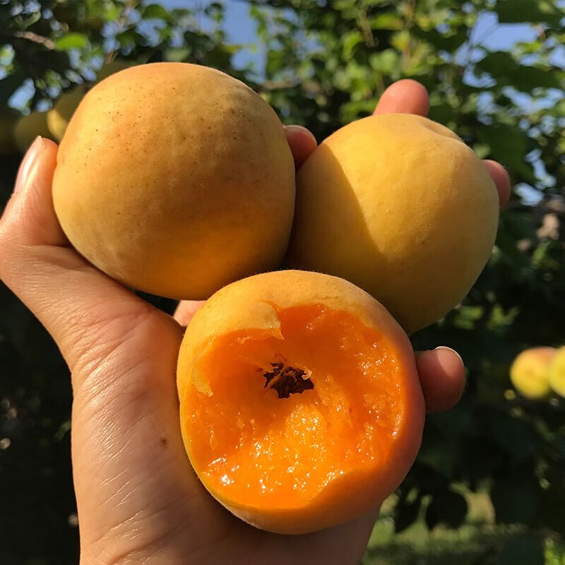 果新果粒大黄杏新鲜酸甜水果当季孕妇金太阳现摘现发 4.5斤装大果