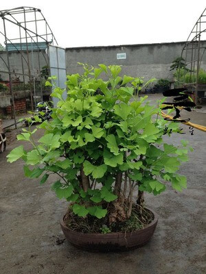 刘不丁白果树游龙弯造型银杏悬崖斜杆式迷你古桩盆栽预售 乳白色 不含