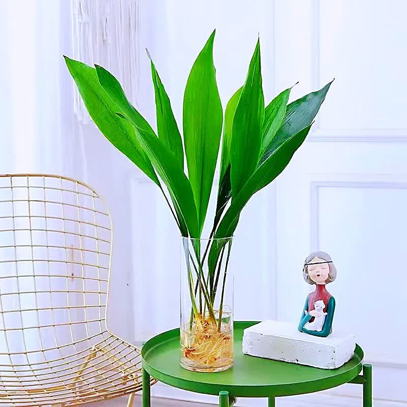 xmsj水培植物一叶兰绿植盆栽办公室摆件室内好养喜阴耐寒水养绿植