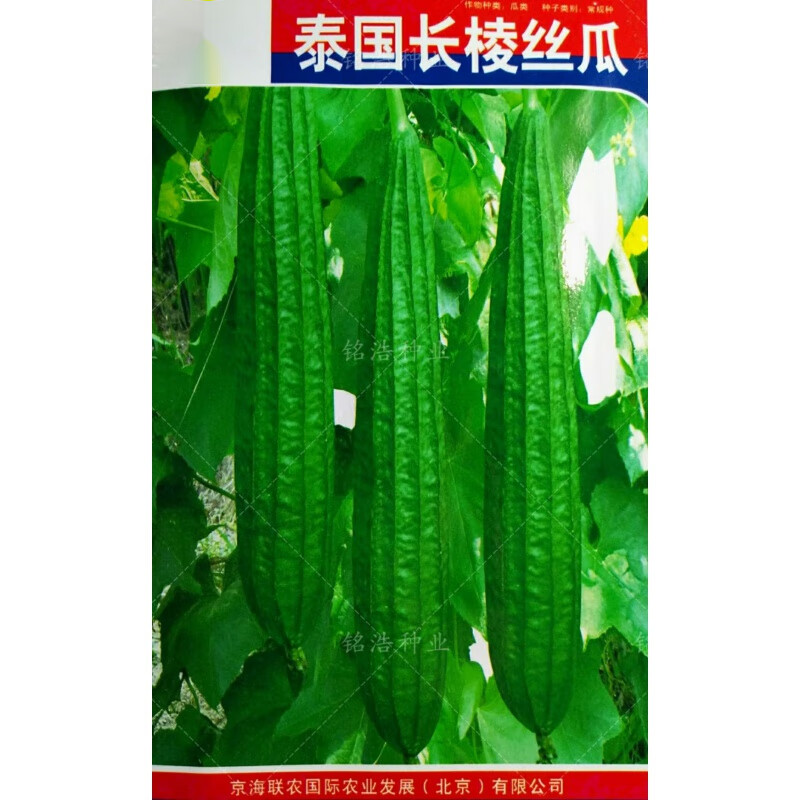 菜友泰国特长有棱丝瓜种子蔬菜籽早熟耐热耐湿农家阳台盆栽春夏秋季播