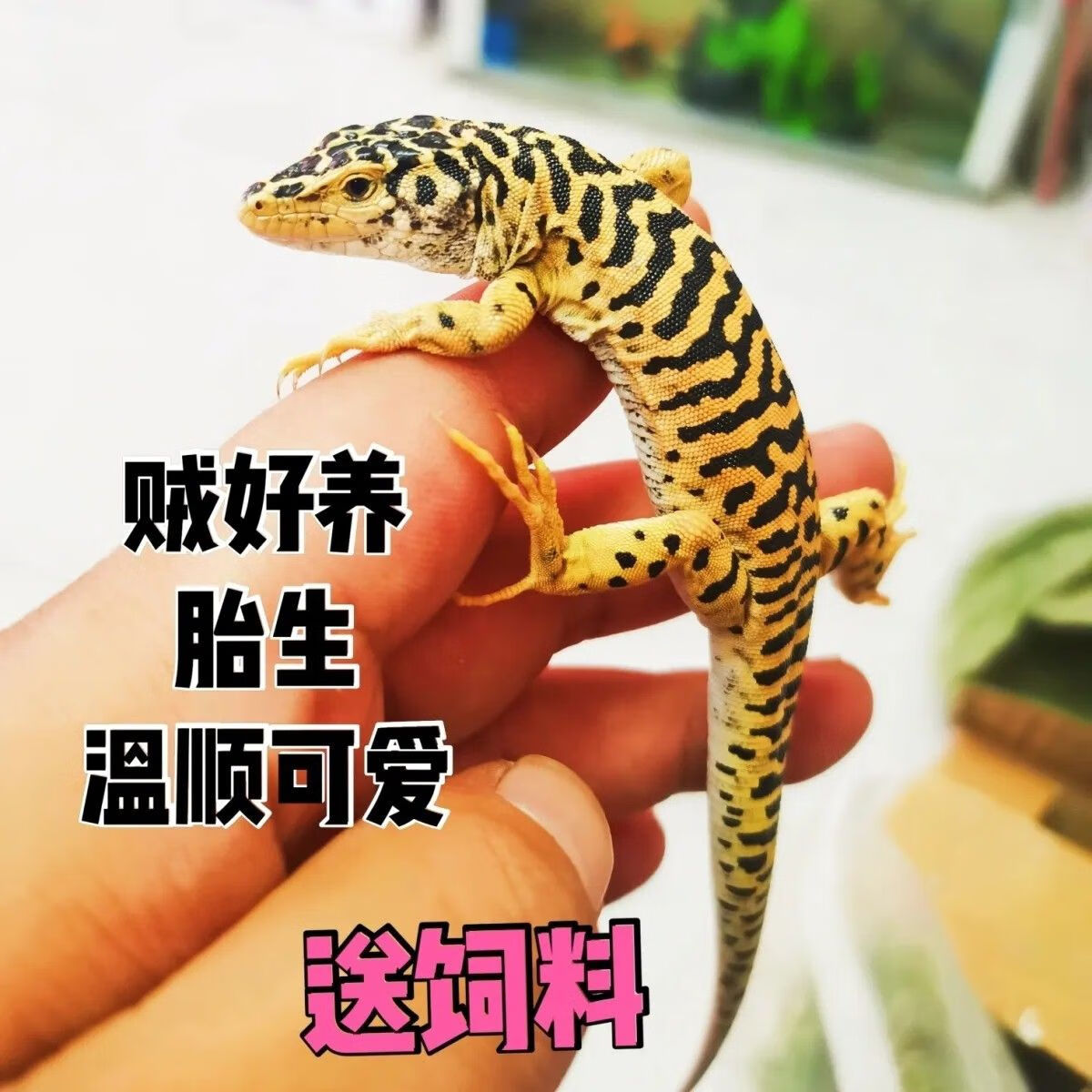 希宝虎纹蜥蜴沙漠型蜥蜴适合新手学生养入门温顺活泼不咬人人工爬宠