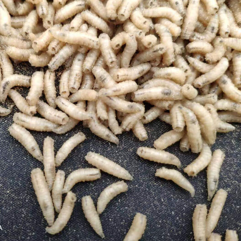 蛆虫活虫 钓鱼活体肉蛆蛆牙子活蛆野钓鲫鱼五谷虫小白条白蛆 白蛆2瓶