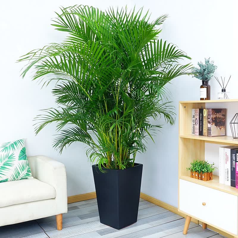 散尾葵盆栽植物室内盆栽绿植四季常青新居乔迁公司开业送礼 散尾葵 黑四方高瓷盆高1.5-1.7m 含盆高性价比高么？
