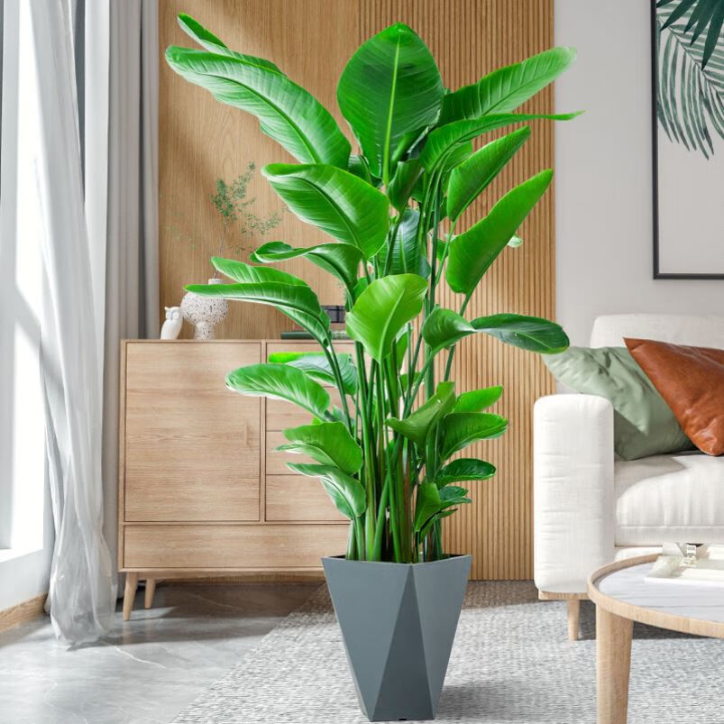 刘不丁客厅高大绿植客厅旺宅绿植大型适合搬新家的绿植禄植盆栽客厅大