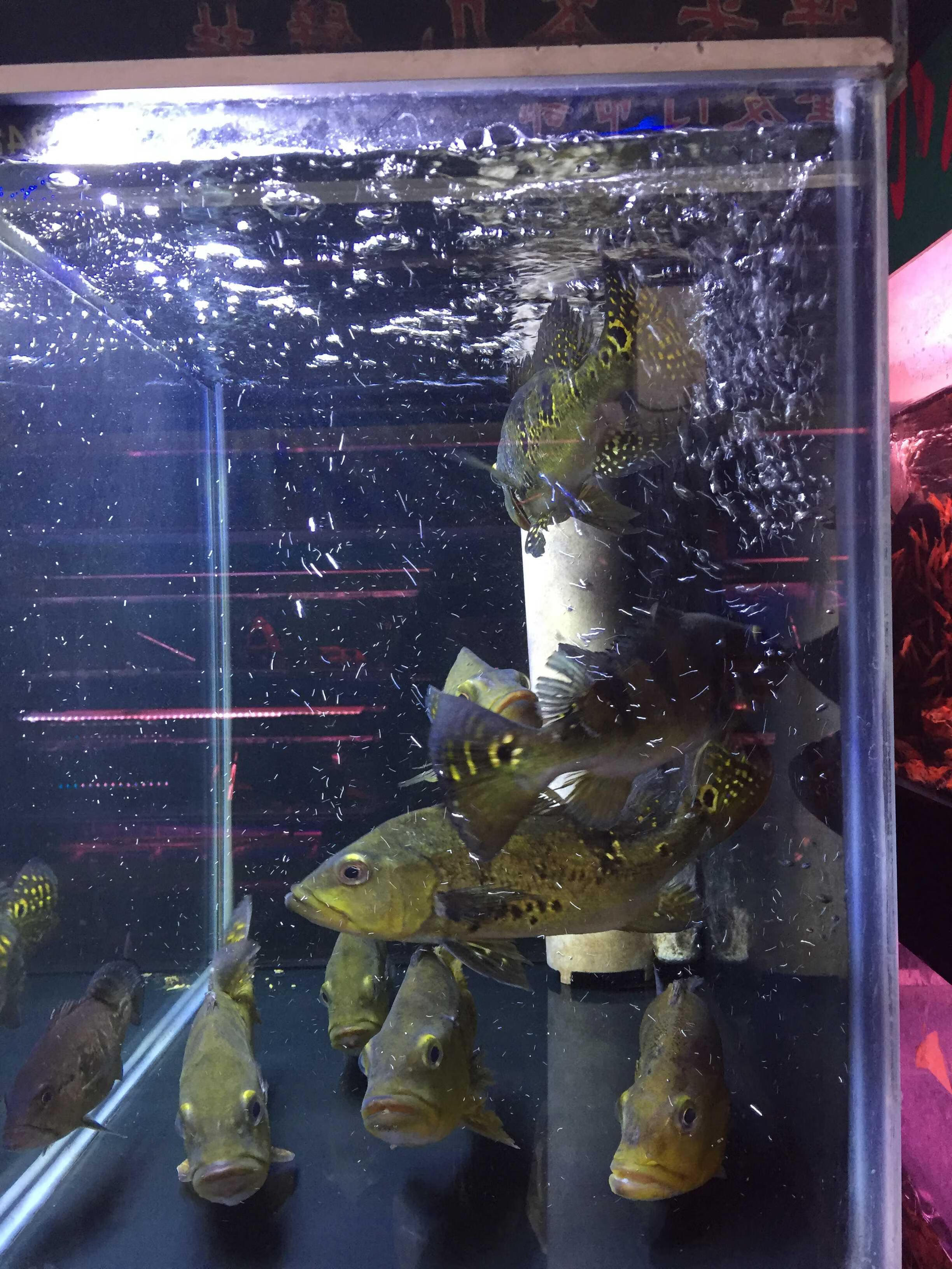 巴西亚鱼苗活体三间三间鱼蓝帆五间申古三间起头巴西亚大型梦茜儿