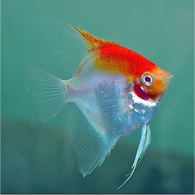 热带鱼观赏鱼活体鱼三色神仙熊猫神仙水族新手鱼 3cm红头玻璃2条