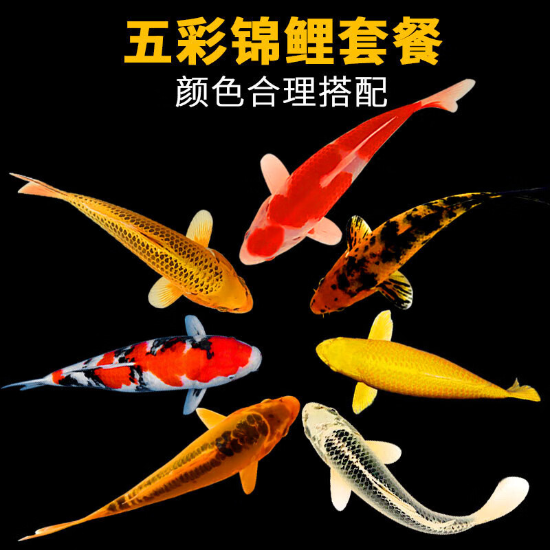 华狄（PETHUADI）锦鲤活鱼观赏鱼活体淡水冷水鱼易活好养黄金大正红白三色锦鲤鱼 五彩锦鲤5-8cm 5条（新手推荐）属于什么档次？