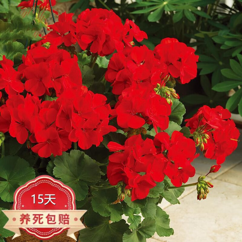 镜之月天竺葵花苗重瓣卉垂吊大花阳台庭院室内盆栽 天竺葵红色160