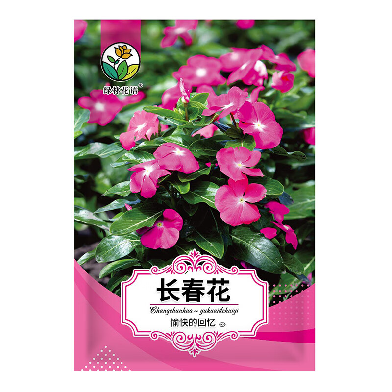 绿林花语长春花种子四季播种日日春花期不断室内阳台盆栽庭院景观花卉
