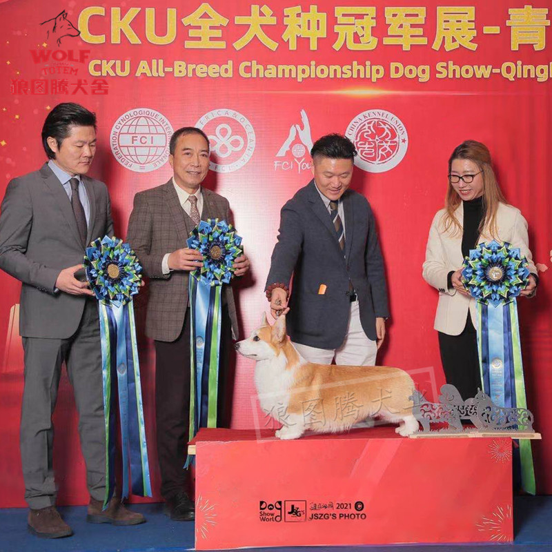 犬小 相关京东优惠商品潜力降序 价格图片品牌优惠券 虎窝购