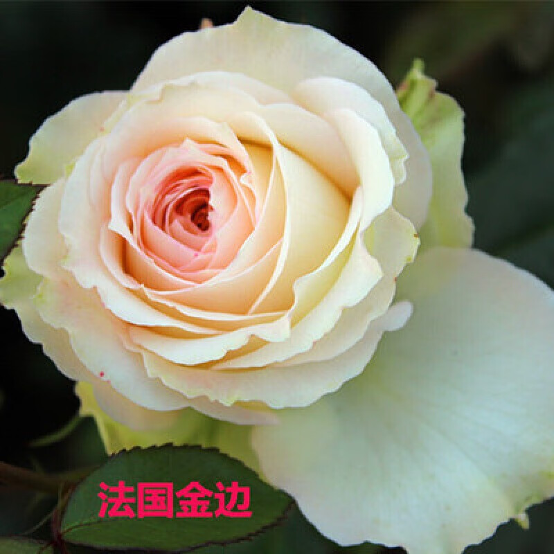 秋之果香月季花苗盆栽地栽大花月季花苗灌木月季藤本月季蔷 法国金边5