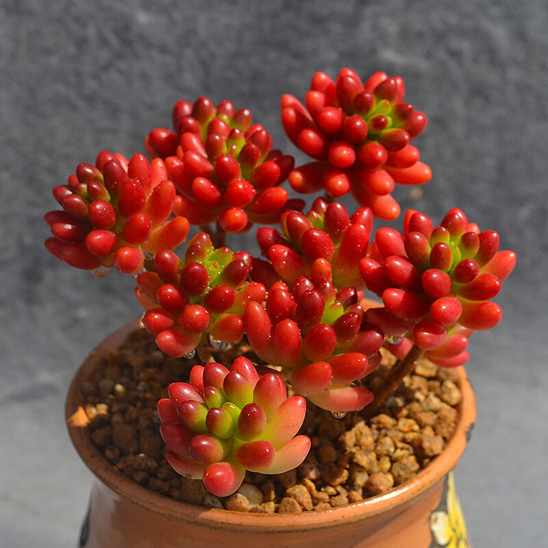 耘沫胭室内虹之玉老桩多肉花植物组合盆栽超萌新手好养肉肉稀有品种