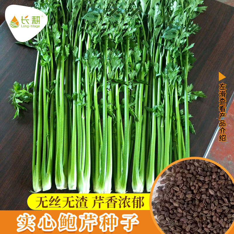 长耕章丘鲍芹种子四季芹菜种籽易种西芹小香芹籽种实心盆栽苗蔬菜种孑