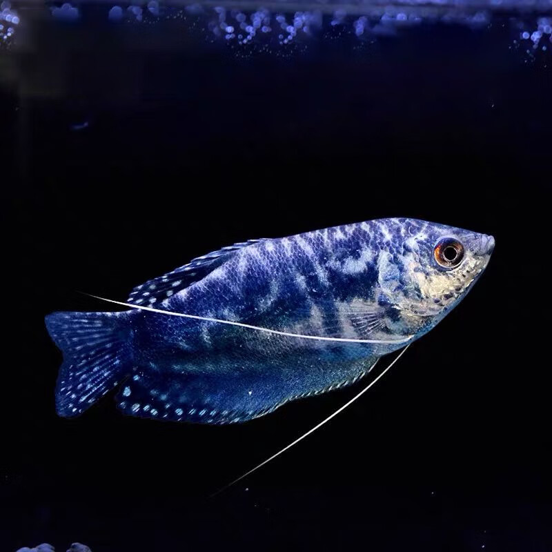 蓝曼龙鱼活体观赏鱼小型热带鱼淡水鱼练手鱼金鱼好养耐活不打氧水财神