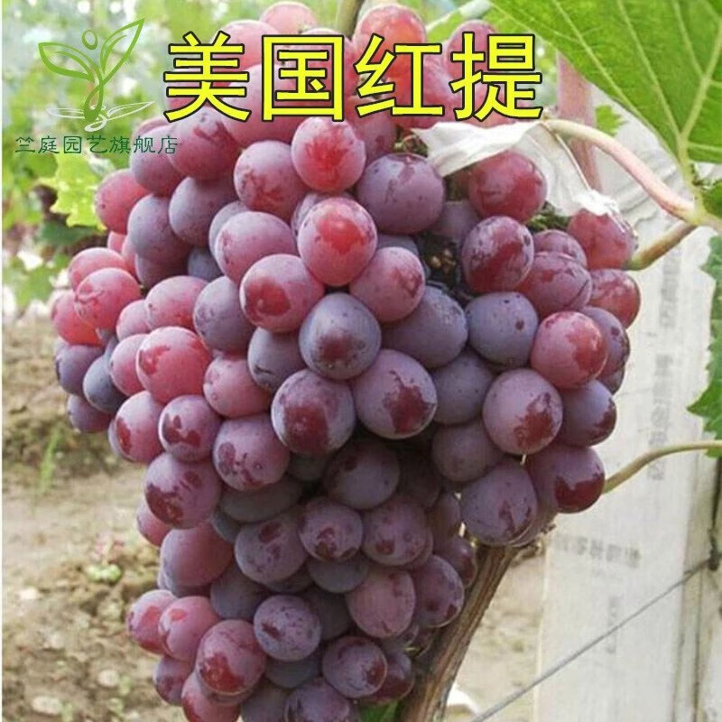 昊兰诺美国红提葡萄苗 红提子苗 红地球 红提嫁接葡萄树苗 南方北方