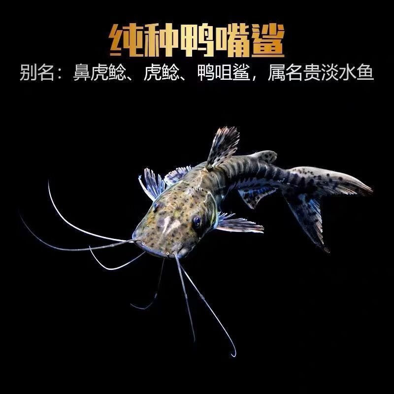 鸭嘴鲨鱼虎斑活体虎纹鸭嘴鱼淡水鲨鱼大型凶猛热带观赏鱼包活 鸭嘴鲨8