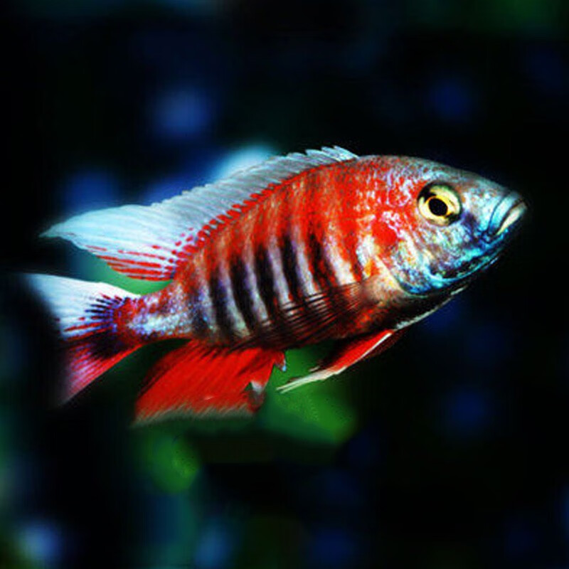 水财神(water richer)小型马鲷鱼集合三湖慈鲷鱼坦鲷非洲王子蓝阿里六