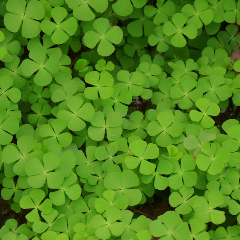 言清进口三叶草种子四叶草幸运草四季常青园林绿化白三叶草籽草坪籽种