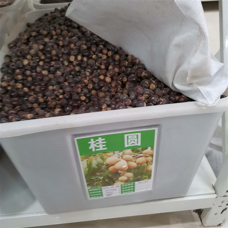 芗苒桂圆种子龙眼林木种籽国产散装四季多年生景观绿化工程观叶种孑