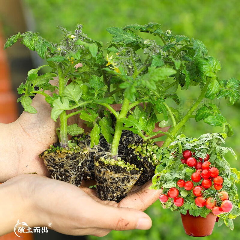 神禾番茄苗老品种西红柿圣女果树苗山东春季蔬菜苗批发 红矮生番茄苗