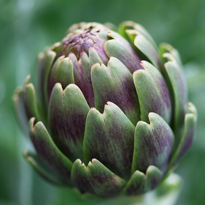 寿禾 洋蓟种子朝鲜蓟春冬季蔬菜 紫色朝鲜蓟种子 10粒×3包