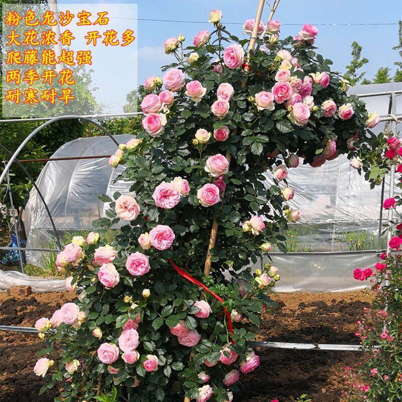 京东直接查看花卉价格走势|花卉价格比较