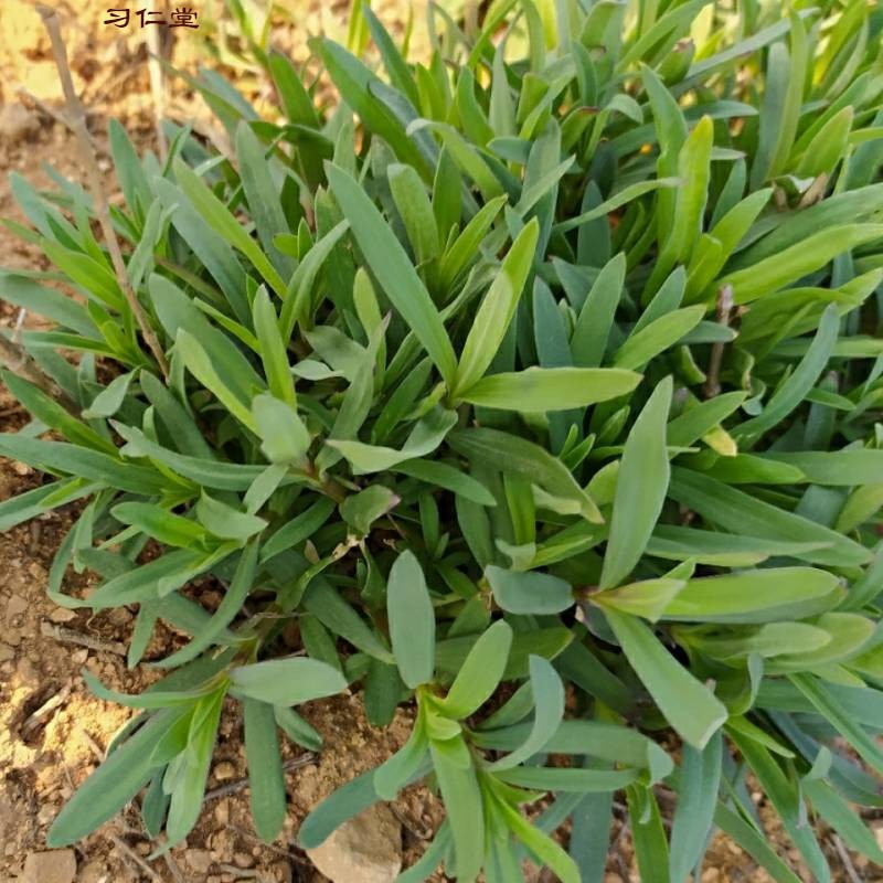 2023年新鲜山蚂蚱菜 3斤 山苜楂 山菜 山麻楂 山珍菜 银柴胡 【严选