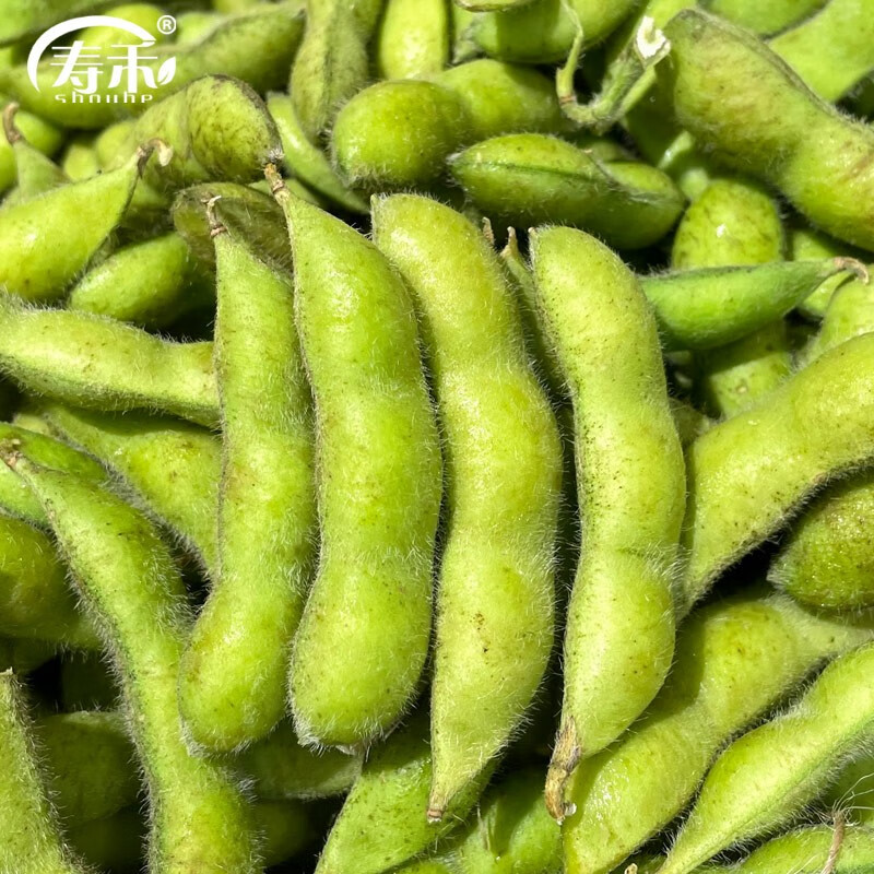 寿禾 大荚菜毛豆种子大豆黄豆种籽春冬季鲜食四季蔬菜种孑寿光菜籽种