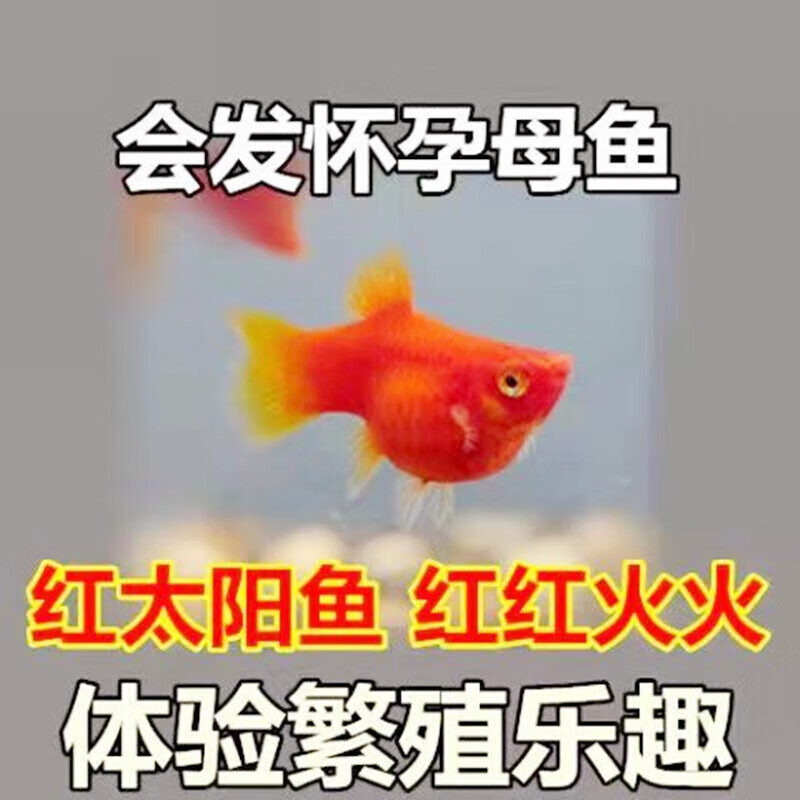 墨一红米奇 蓝月光鱼 胎生鱼 黑尾月光鱼 小型热带鱼金牡丹鱼 红太阳