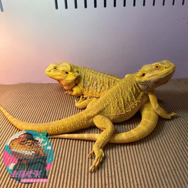 鬃狮蜥蜥蜴黄系柑橘红系白不咬人可爱温顺网红入门爬宠宠物幼体 a级黄