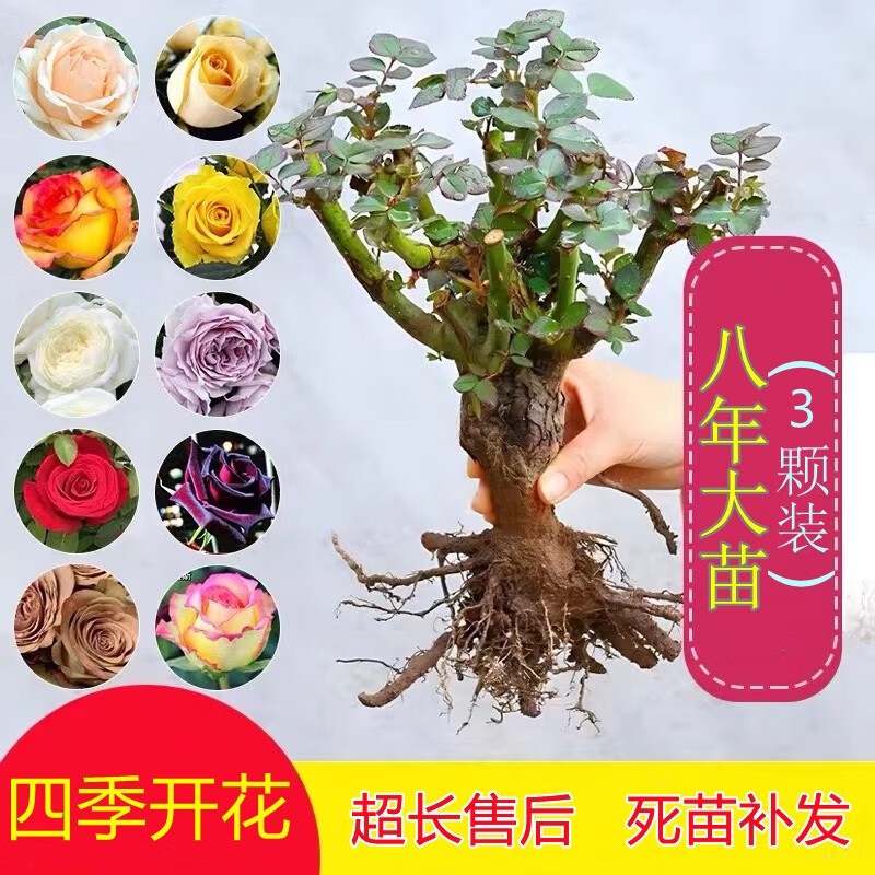 花园植物历史价格价格查询|花园植物价格历史