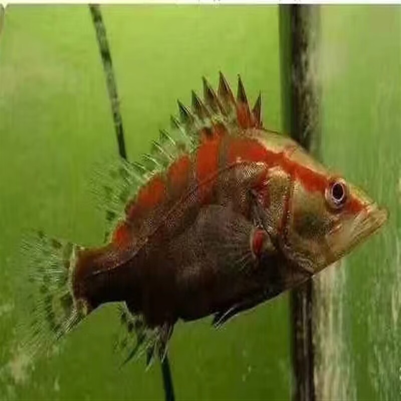 印尼虎鱼活体三纹虎鱼观赏泰国虎四纹虎苏门答腊虎红龙鱼金龙 红色