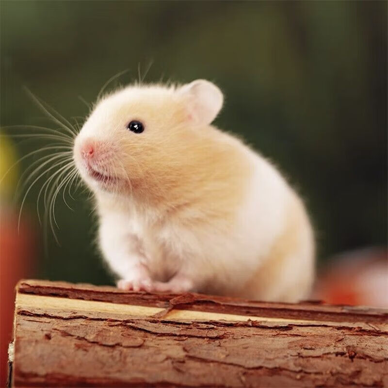 金丝熊小仓鼠仓鼠活宠稀有品种长毛金丝熊长毛纯银短毛熊活体 短毛