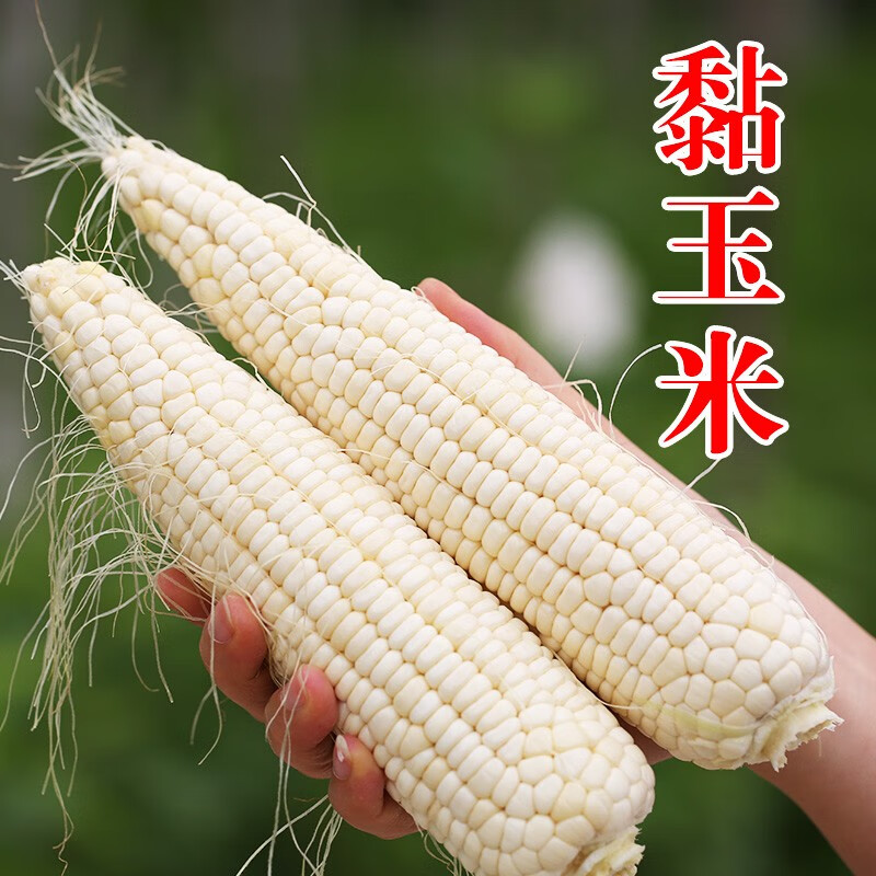 密水农家北京水源地 新鲜黏玉米 农家棒子 儿时味道非转基因 粘玉米