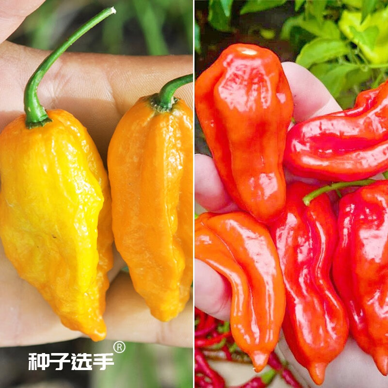 特辣魔辣超辣变态黄灯笼椒辣椒苗印度魔鬼椒涮涮辣 红/黄魔鬼椒种子