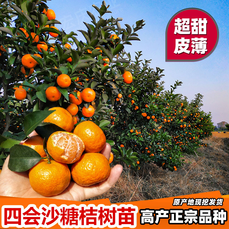 醉春木四会沙糖桔3年树苗肇庆产地发货正宗砂糖橘嫁接无籽无核果 优惠